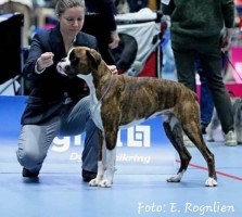 Monolaboxer Baloo NBK
