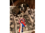 Lillehammer 10.12.2022 - Boxerknock Elephant In The Room  - Rallylydighet Elite - 1.premie 192 poeng Cert  