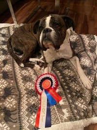 Boxerknock Elephant in The Room cert rally5g