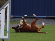 Narvik 02.09.2022 - Nashira av Boxerhuset - Agility hopp kl 3XL - 1. vinner Excellent