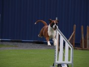 Narvik 03.09.2022 - Nashira av Boxerhuset - Agility kl 3XL - 1. vinner Excellent - Ny mellomtittel AGIII