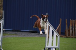03.09 Nashira av Boxerhuset