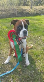 CAMP Nashira av Boxerhuset