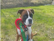 Rombak 29.05.2022 - Nashira av Boxerhuset - Agility hopp kl 3XL - 1. vinner Excellent CERT Norsk Agility(Hopp) Championat 