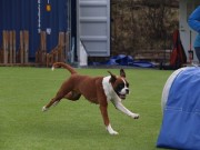 Gällivare Sverige 07.08.2022 - Nashira av Boxerhuset - Agility hopp kl 3L - 3. vinner Verygood 