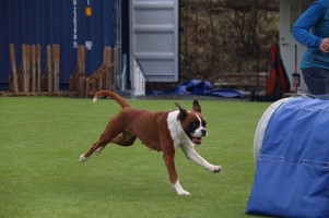 07.08 Nashira av Boxerhuset