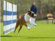 Tromsø 25.06.2022 - Nashira av Boxerhuset - Agility kl 3L - 1. vinner Good