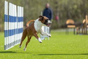 25.06 Nashira av Boxerhuset