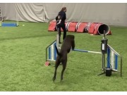Ski 19.11.2022 - Rexob Precious Heart - Agility hopp kl 1xl - Excellent Ny mellomtittel AGHI