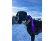 Bamle 28.01.2023 - Boxerknock Forever And A Day - Agility kl. 2XL. - 1.vinner, Excellent, Napp 