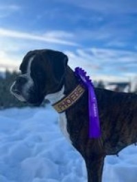 Boxerknock Forever And A Day 28.01.23