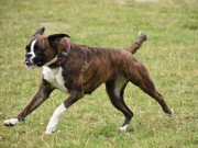 Kongsvingerhallen 27.11.2022 - Boxerknock Forever And A Day - Agility kl. 2 - 2. vinner, Verygood, og 1. vinner Excellent Napp