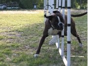 Kongsvingerhalen 18.12.2022 - Boxerknock Forever And A Day -Agility hopp kl. 2XL. - 1.vinner, Excellent, Napp 