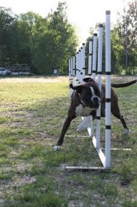 Boxerknock Forever And A Day SLALOM